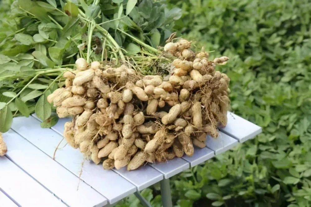 花生生長(zhǎng)中后期病蟲害有哪些 怎么防治